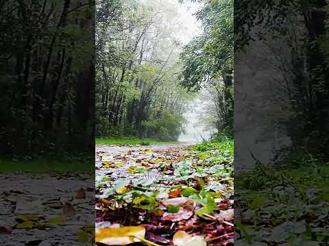 Rain on Leaves on a Forest Road in Autumn Sounds #shorts #rainforsleep