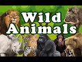WILD ANIMALS Learn Wild Animals Sounds And Names For Children Kids And Toddlers