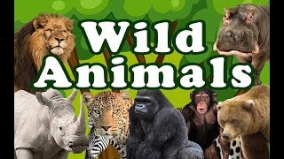 WILD ANIMALS  Learn Wild Animals Sounds and Names 