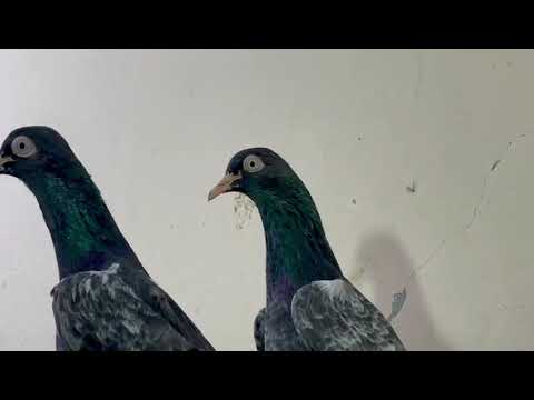 BOXER TEDDY PAIR 🤩 03053439608