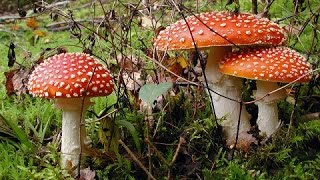 Video-Thumbnail von YouTube