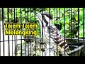 Masteran Dan Alat Pikat Pelatuk Sampit Paling Jitu