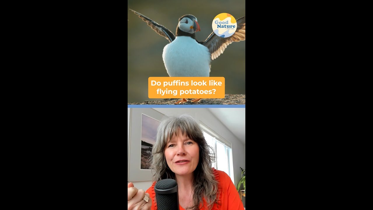 Are puffins really flying potatoes? | Good Nature Ep. 3