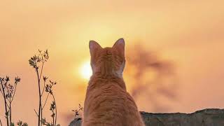 Download lagu Yovie Nuno - Sampai Akhir Waktu // (slowed ver) mp3