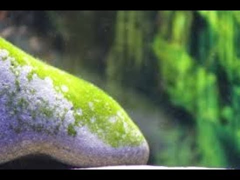 download lagu mp3 mp4 Algae On Stone, download lagu Algae On Stone gratis, unduh video klip Algae On Stone