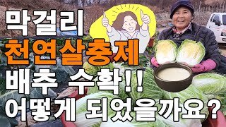 사카린 막걸리 천연살충제 배추 수확!! 과연? - cabbage harvest