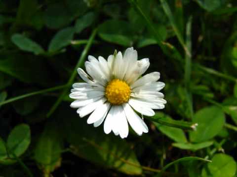 Mediaeval Baebes The Virgin Queen