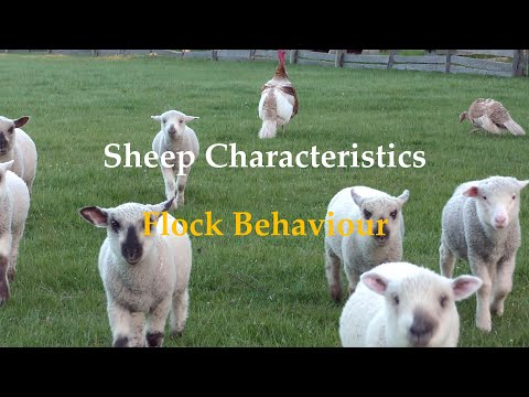 , title : 'Sheep Characteristics: Flock Behaviour'