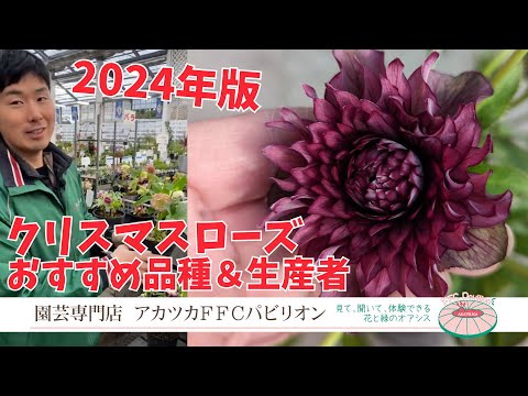 クリスマスローズ ヘレボルス 花植え 鉢 大