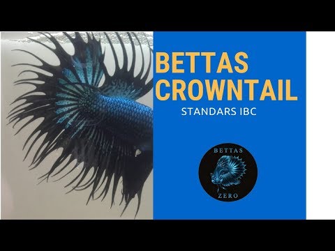 BETTA CROWNTAIL O CORONA