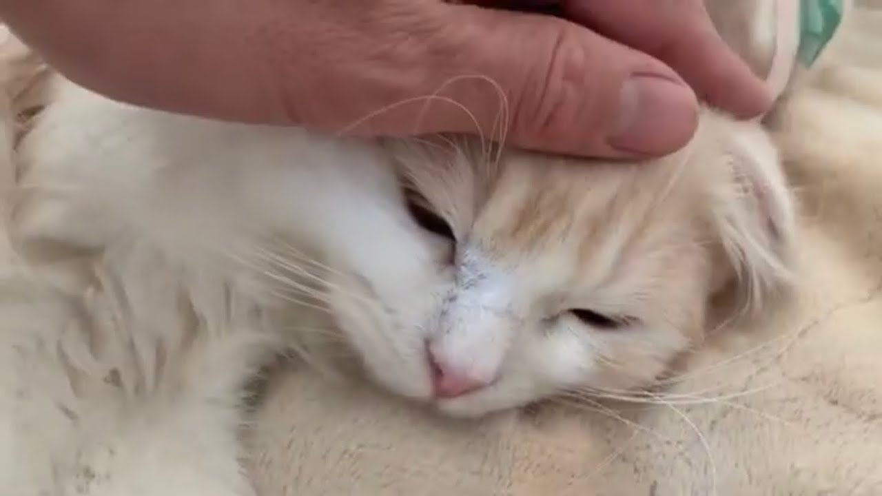 撫でられて眠そうな猫　sleepy cat