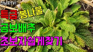 특급! 봄나물! 초보자도 쉽게 찾는 방법! 곰보배추 자생지 알아보기~ 천식 기관지 비염 염증 질환 면역 효과…