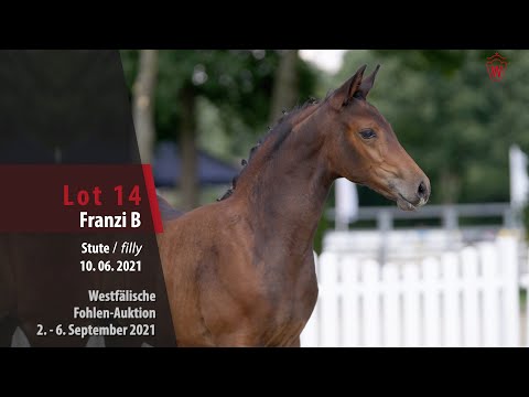 Fohlen-Auktion Lot 14 Franzi B Stute v. Franziskus - Show Star