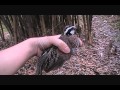 Retrieving and Catching My BobWhite Quail 