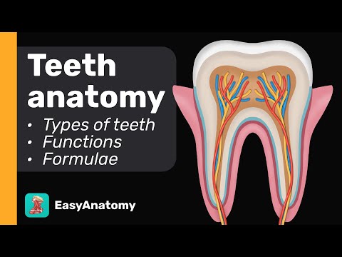 Teeth Anatomy: Structure & Tissues | Types of Teeth | Teeth formulae & Landmarks | Easy Anatomy
