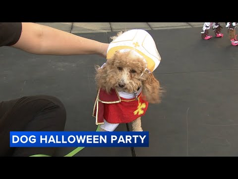 Creative pet costumes on full display at Streeterville Dog Halloween Party and Parade