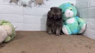 ポメラニアンの動画01