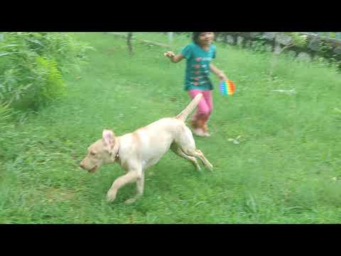 Linga playing with deetya 😂 fun video .6months old lab linga #labrador #labpup