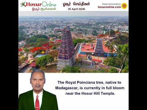 Royal Poinciana Tree in Full Bloom Near Hosur Hill Temple