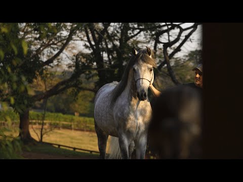 TP ARABIANS - The vision has come reality & the TPA story has just begun