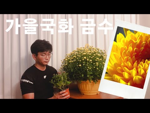 , title : '가을 국화화분 키우기 알기쉬운 국화 관리방법-chrysanthemum'