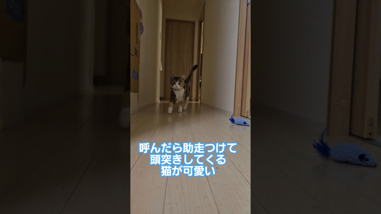 猫の頭突きは手加減を知らない #cats #猫のいる暮らし