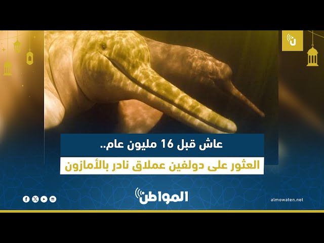 العثور على دولفين عملاق نادر عاش قبل 16 مليون عام بالأمازون