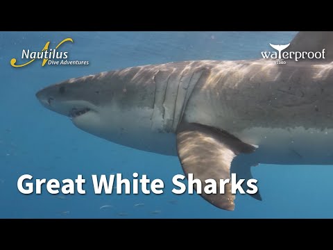 Great White Sharks
