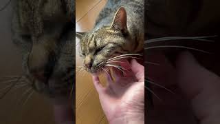 結局はこうなる #ねこ動画 #ねこのいる暮らし #ねこのいる生活 #piano #music