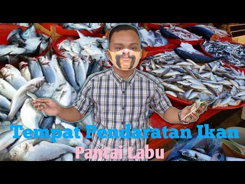 Tempat Pendaratan Ikan ( Pantai Labu ). #travelvlog