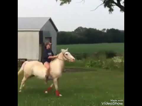 Tipos de tombos de cavalo