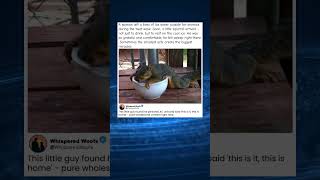 Woman Leaves Ice Water for Animals   What This Squirrel Does Will Melt Your Heart&quot;