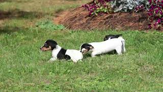 Download lagu Jack Russell Terrier Puppies For Sale mp3