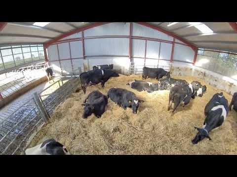 High Spec Calving Shed