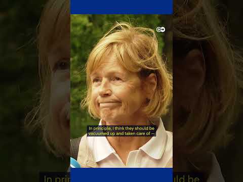 Berlin's poisonous caterpillar invasion | DW German Politics