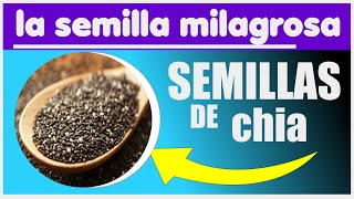 esta semilla es milagrosa.beneficios de la semilla de chia