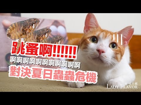有5隻就有100隻！ 貓咪長跳蚤怎麼辦？三步驟徹底除蚤！【好味貓知識】EP5