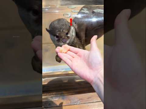 One Look at the Food and This Otter Was Hooked😁