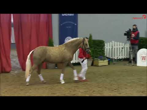 Dancing Snowflake & Dark Champagne AT Münster Handorf 2022