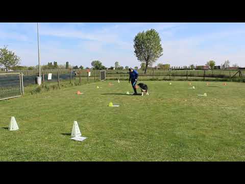 Gara Online Rally Obedience Csen -GE + Bonus - Anna Calandrin e Moovie