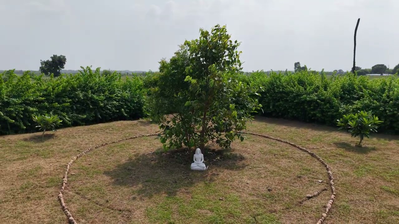 Meditation Forest