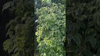 Variegated Dogwood #dogwood #trees #crickets #leaves #relaxing