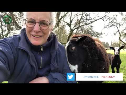 You're invited to Sober St. Patrick's Day