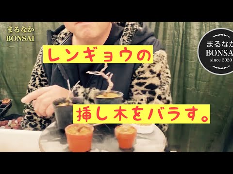 レンギョウの挿し木:こうやって特に美しく咲きます 植物