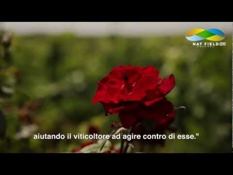 ⁣The Carnivorous Rose