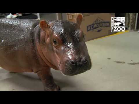 Premature Baby Hippo Fiona Breaks 100 Lbs - Cincinnati Zoo