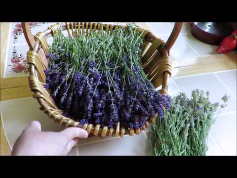 Tutorial how to harvest and dry lavender