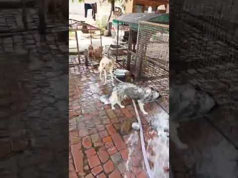 manveer pet shop  village kaddon contact 9779506039