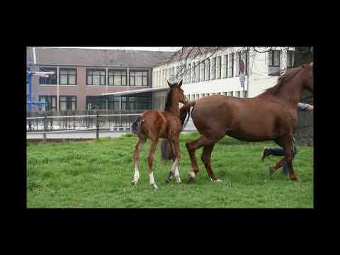Hengstfohlen v. Escolar x Vitalis