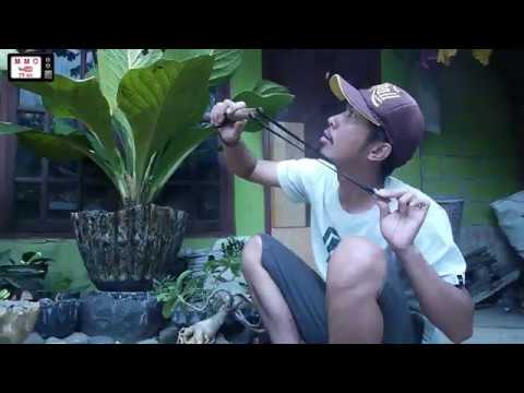 Tutorial Nyolong mangga #ComedyMMC